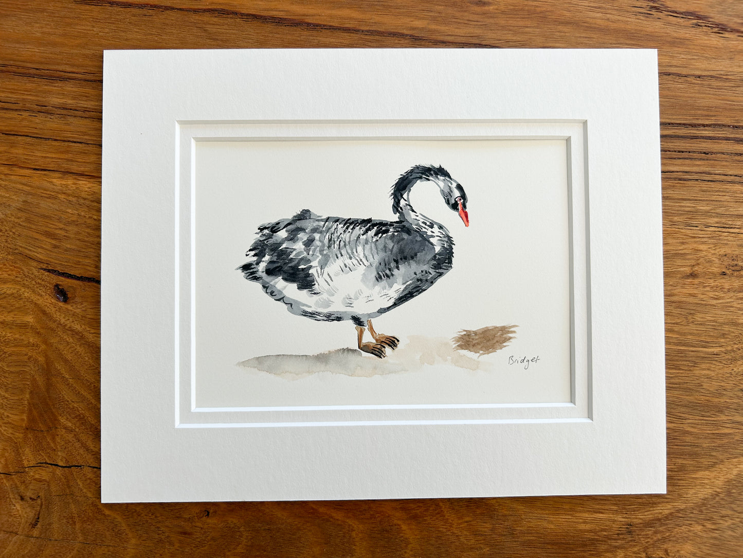 Black swan | Original watercolour | Framed