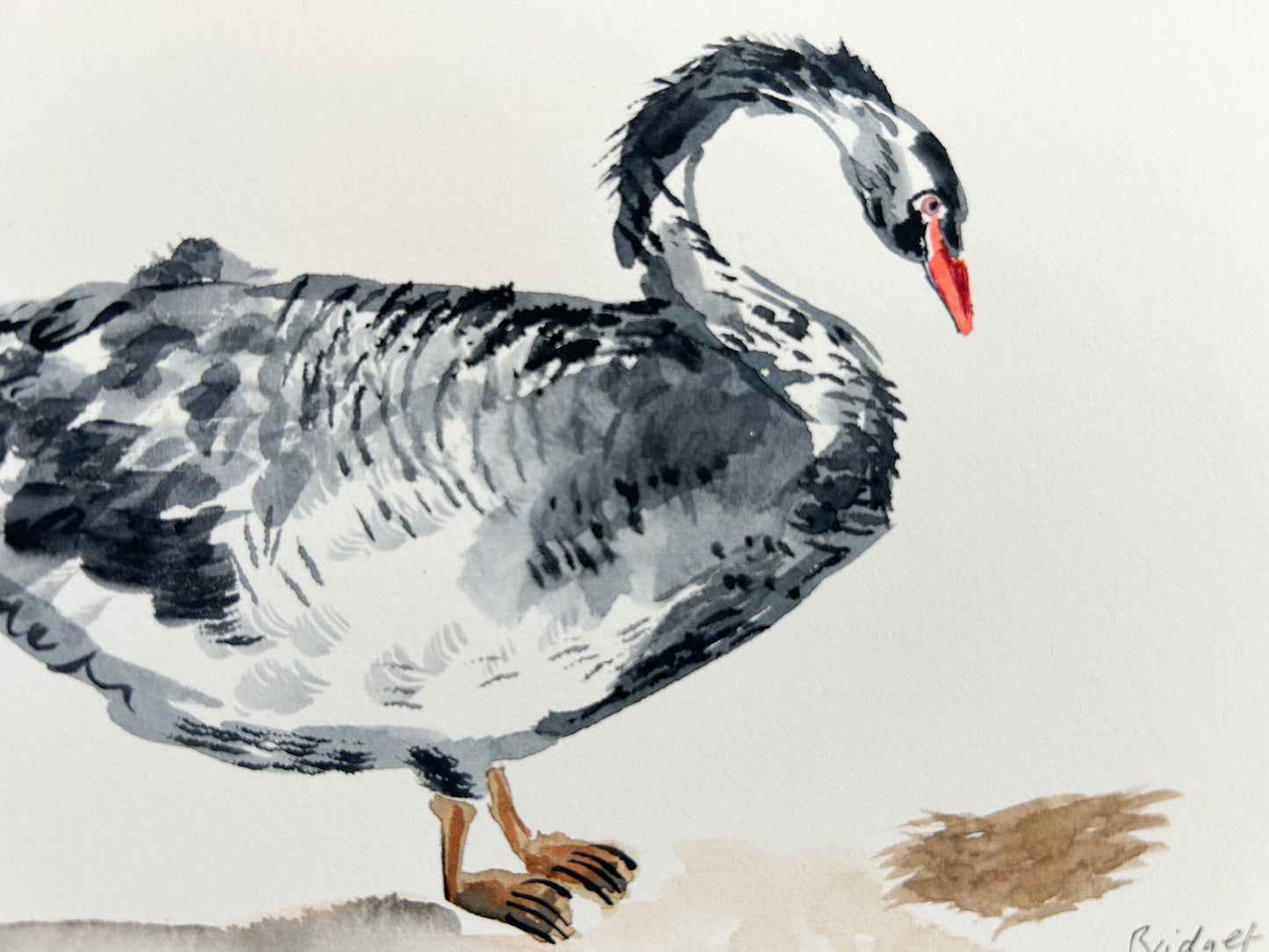 Black swan | Original watercolour | Framed