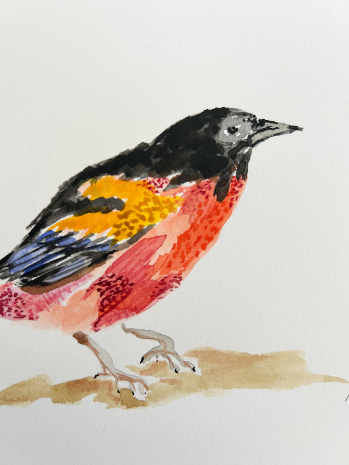 Red Robin | Original watercolour | Framed