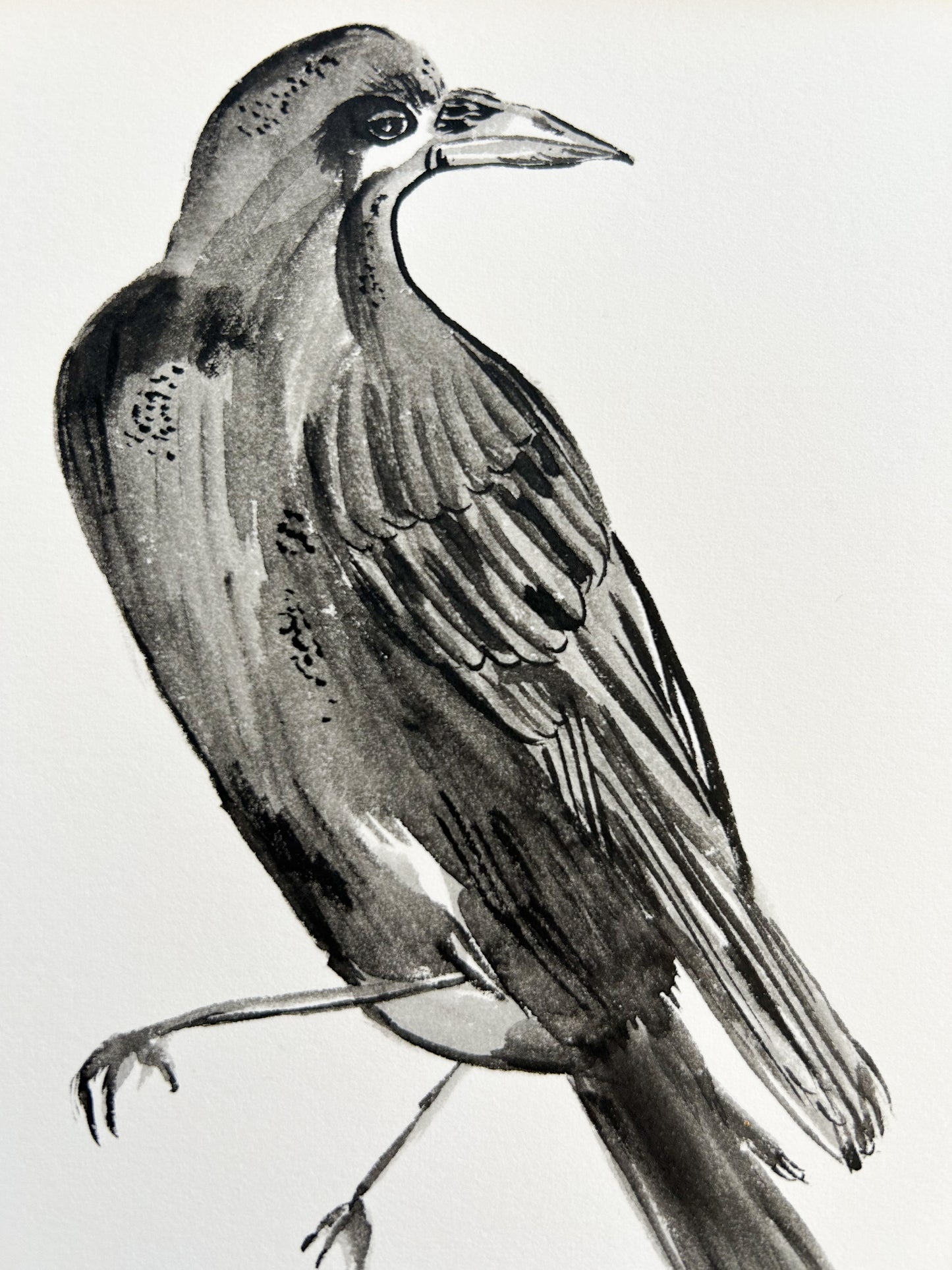 Raven | Original watercolour | Framed