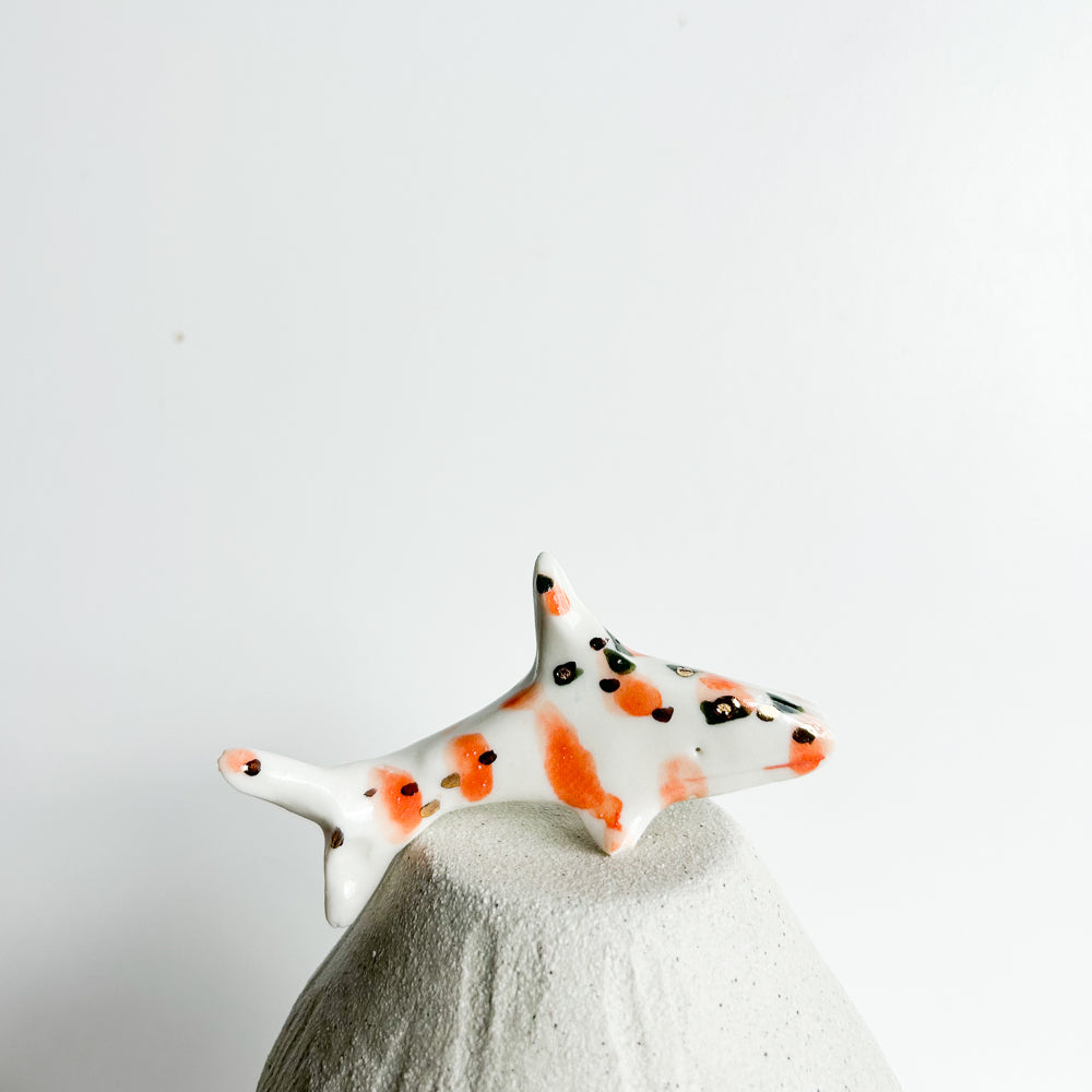 Shark Finn — a little shark with a big sense of adventure.