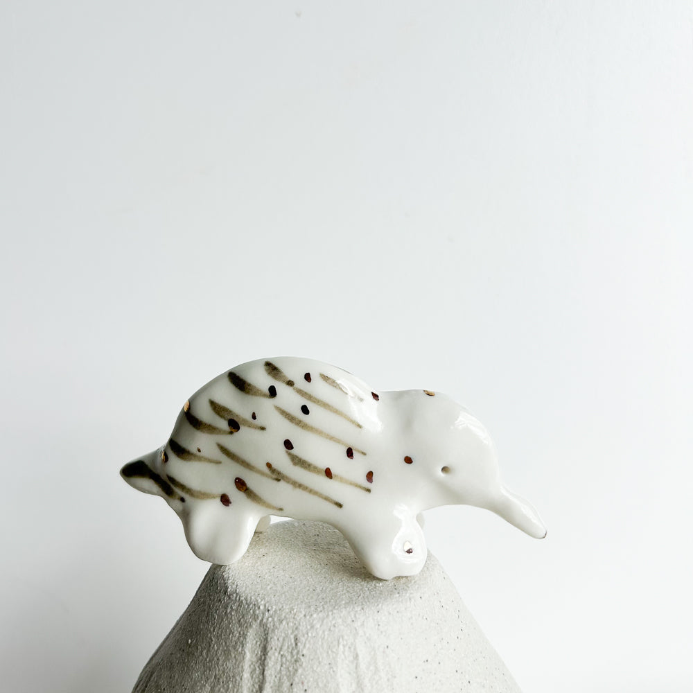 Echidna Quill — a gentle soul tucked beneath a coat of tiny spikes.