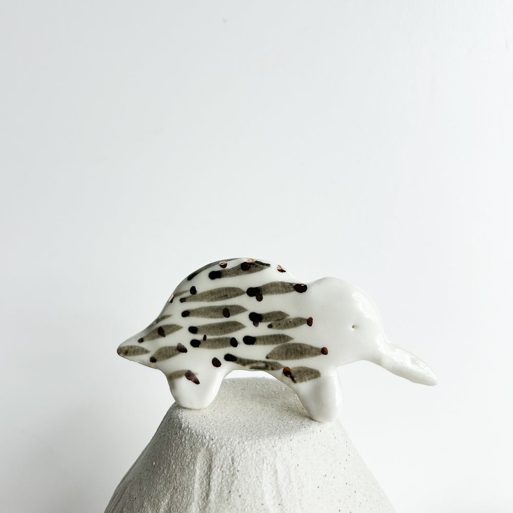 Echidna Quill — a gentle soul tucked beneath a coat of tiny spikes.