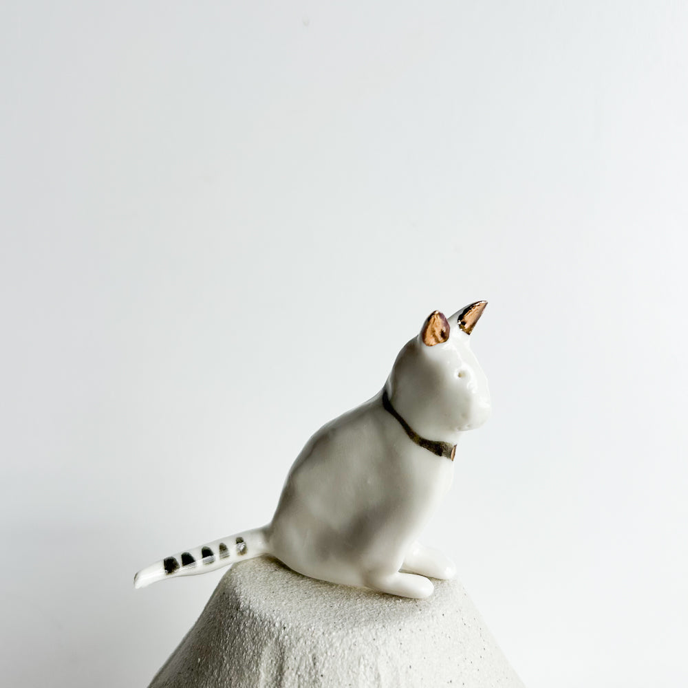 Cat Willow — graceful, gentle, and always watching the world go by.