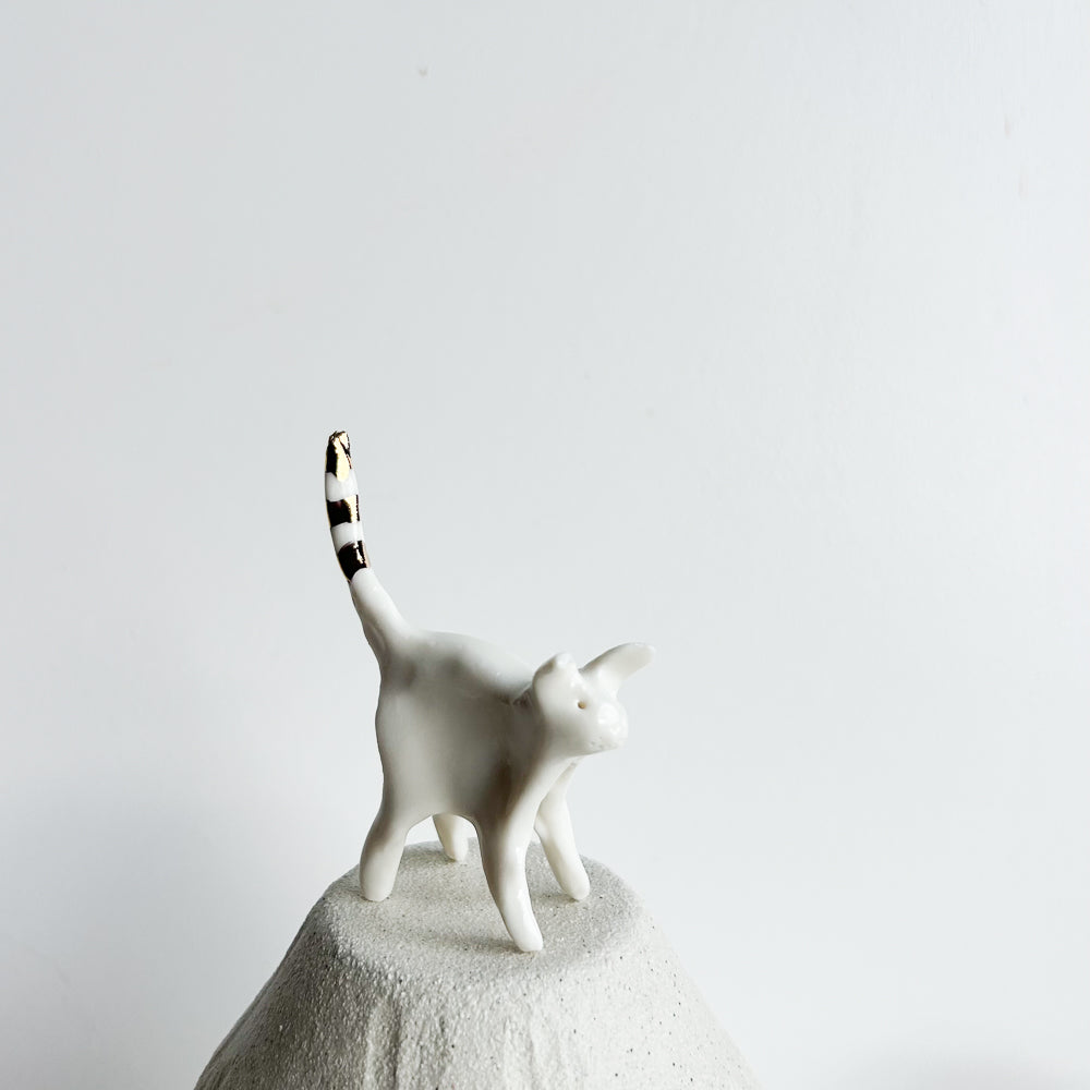 Kitten Pip — curious, quick, and always exploring.
