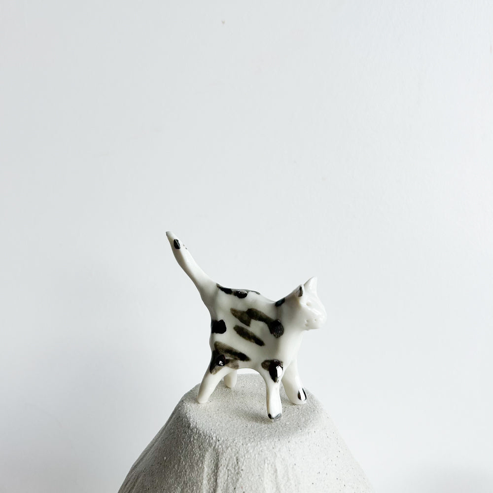 Kitten Pip — curious, quick, and always exploring.