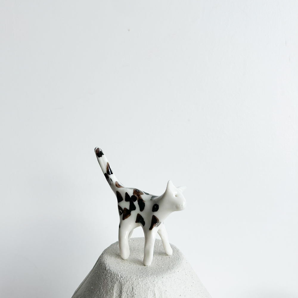 Kitten Pip — curious, quick, and always exploring.