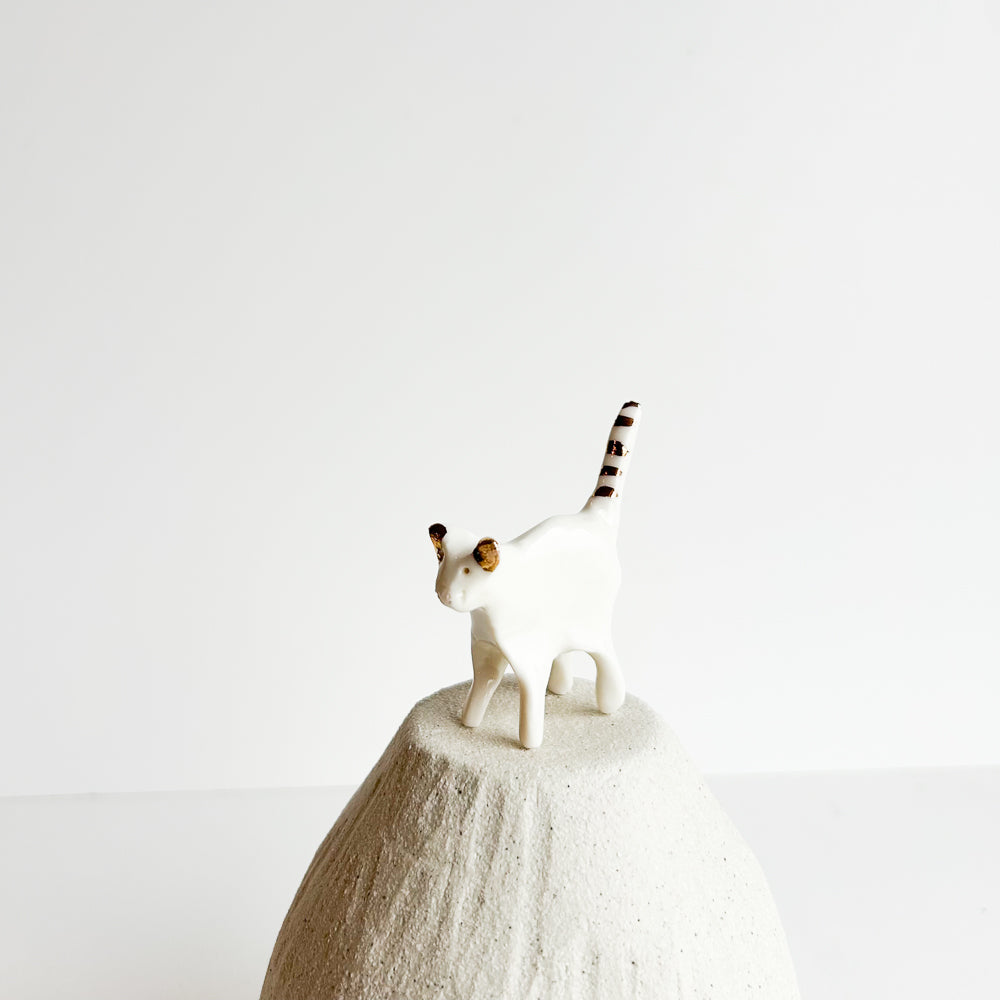 Kitten Pip — curious, quick, and always exploring.
